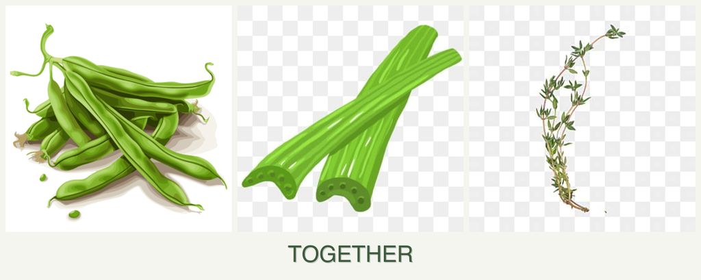 Can you plant beans, celery and thyme together?