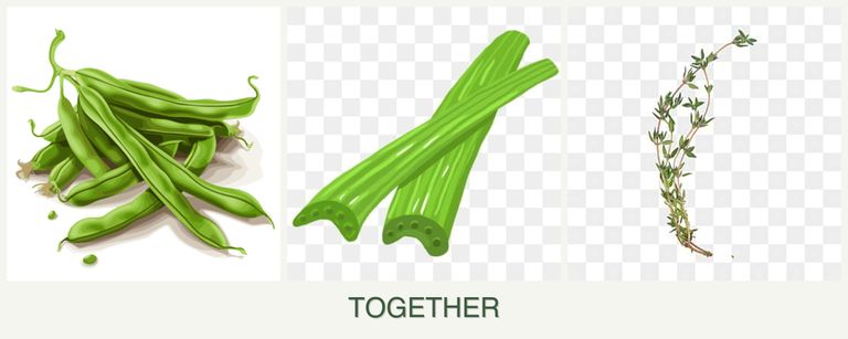 Can you plant beans, celery and thyme together?