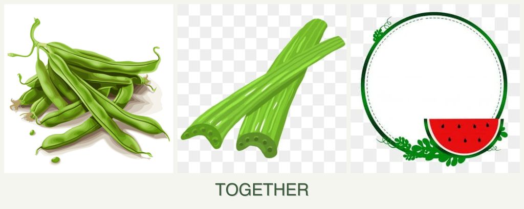 Can you plant beans, celery and watermelons together?