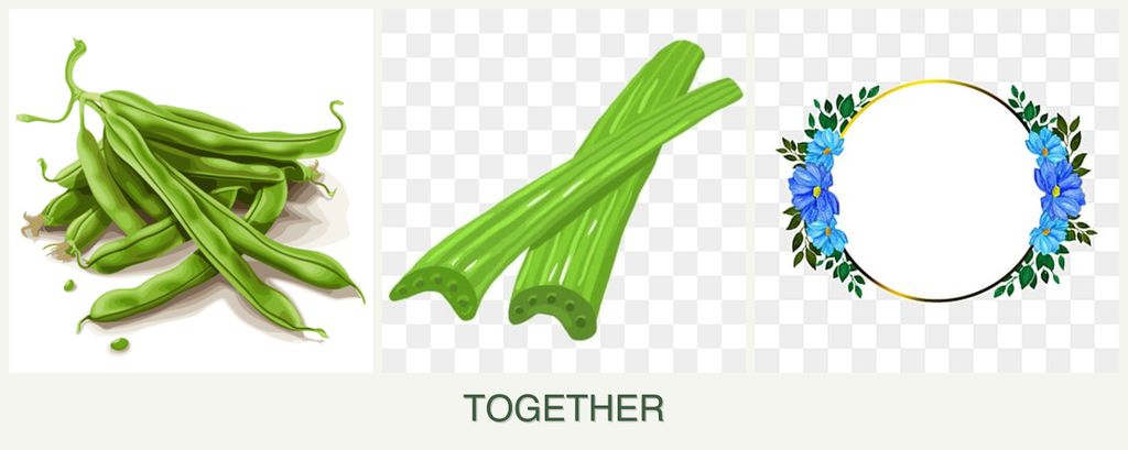 Can you plant beans, celery and zinnias together?