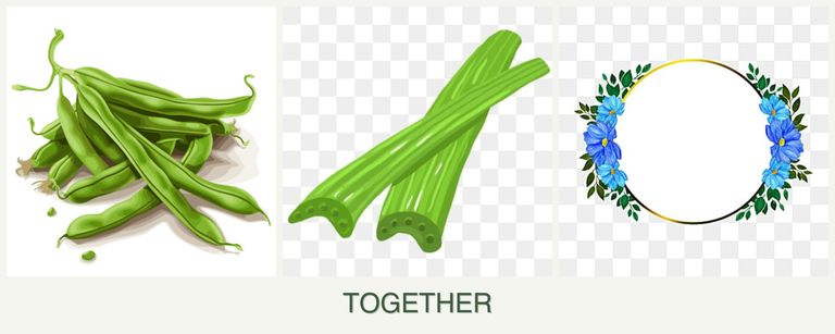 Can you plant beans, celery and zinnias together?
