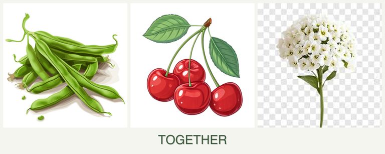 Can you plant beans, cherries and alyssum together?