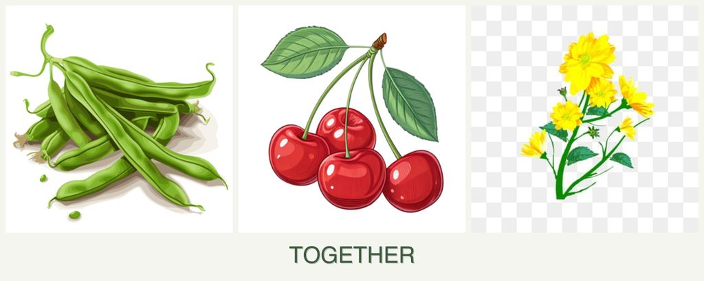Can you plant beans, cherries and calendula together?