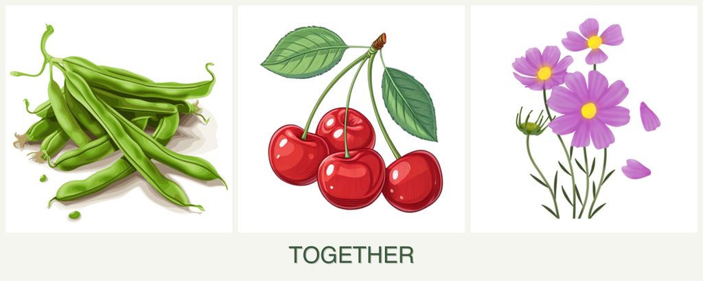 Can you plant beans, cherries and cosmos together?