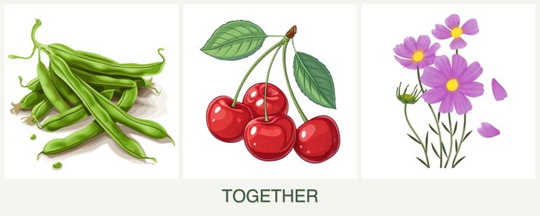 Can you plant beans, cherries and cosmos together?