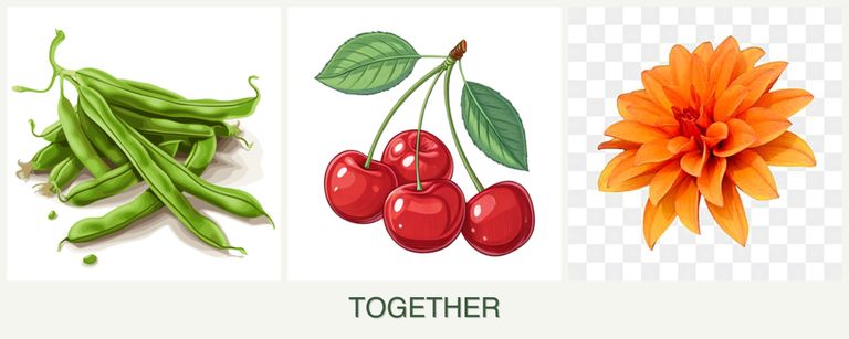Can you plant beans, cherries and dahlias together?