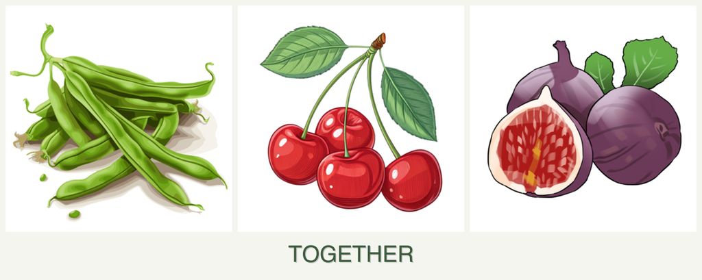 Can you plant beans, cherries and figs together?