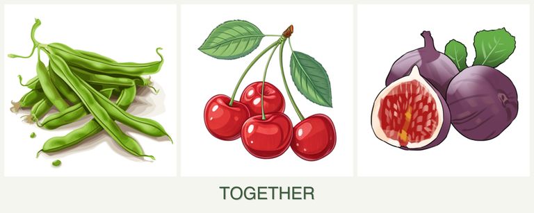 Can you plant beans, cherries and figs together?