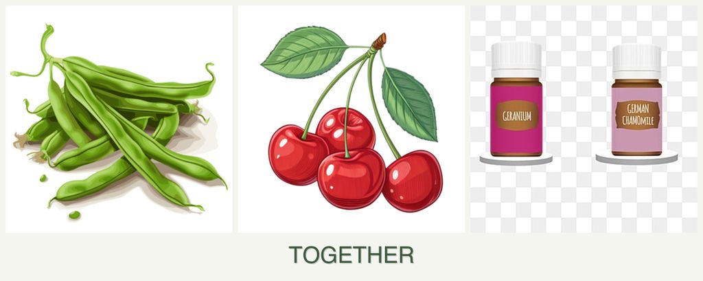 Can you plant beans, cherries and geraniums together?