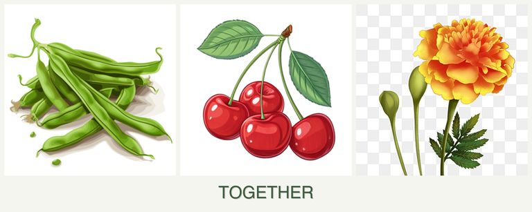 Can you plant beans, cherries and marigolds together?