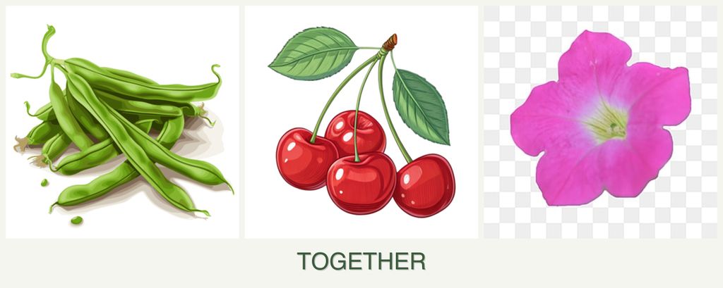 Can you plant beans, cherries and petunias together?