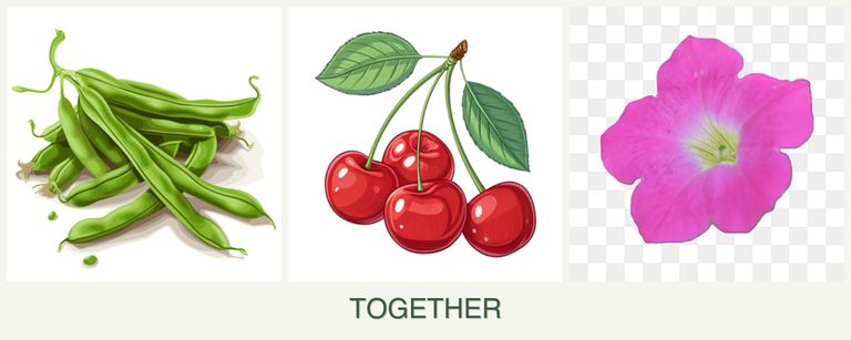 Can you plant beans, cherries and petunias together?