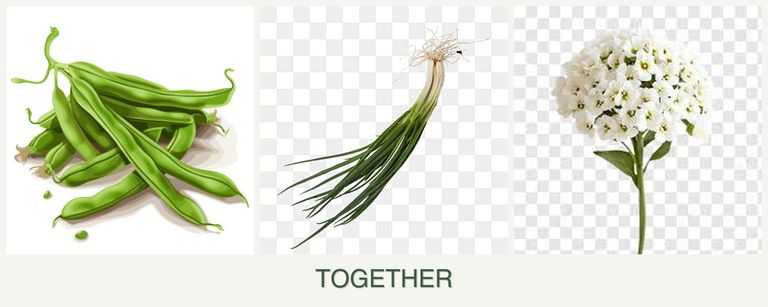 Can you plant beans, chives and alyssum together?