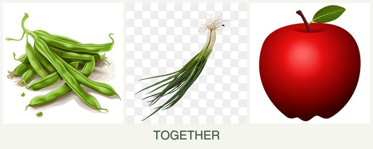 Can you plant beans, chives and apples together?
