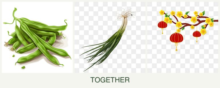 Can you plant beans, chives and apricots together?
