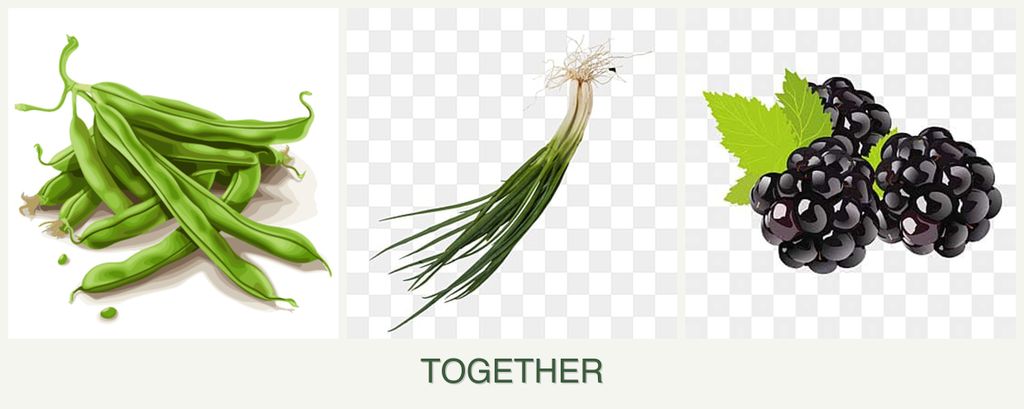 Can you plant beans, chives and blackberries together?