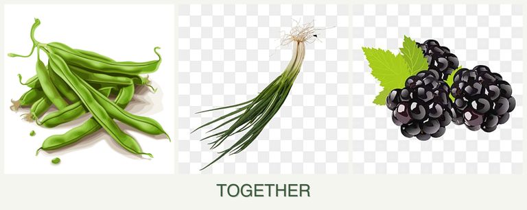 Can you plant beans, chives and blackberries together?