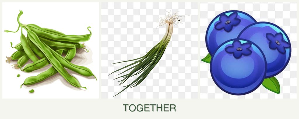 Can you plant beans, chives and blueberries together?