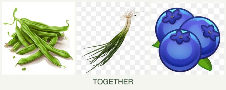 Can you plant beans, chives and blueberries together?