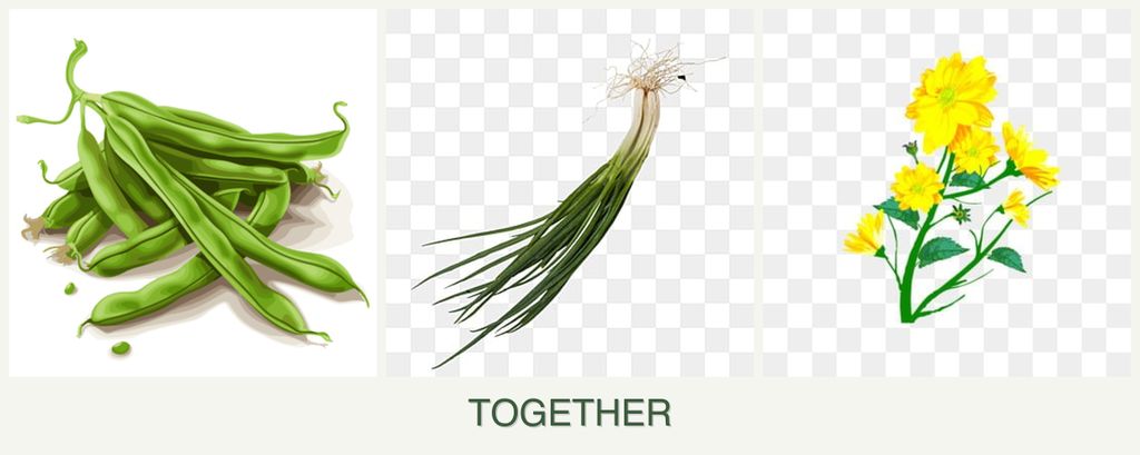 Can you plant beans, chives and calendula together?