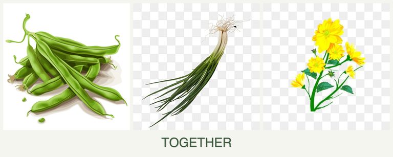 Can you plant beans, chives and calendula together?