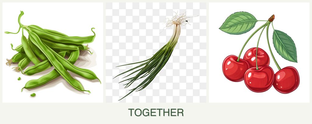 Can you plant beans, chives and cherries together?