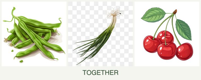 Can you plant beans, chives and cherries together?