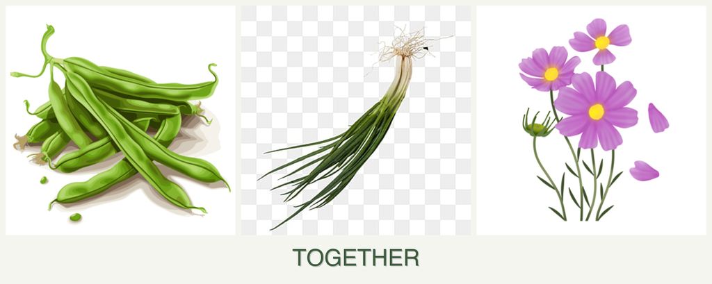 Can you plant beans, chives and cosmos together?