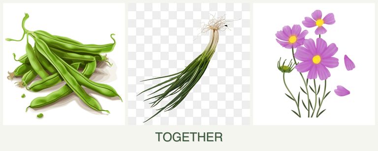 Can you plant beans, chives and cosmos together?