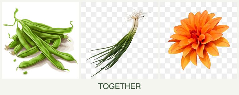 Can you plant beans, chives and dahlias together?