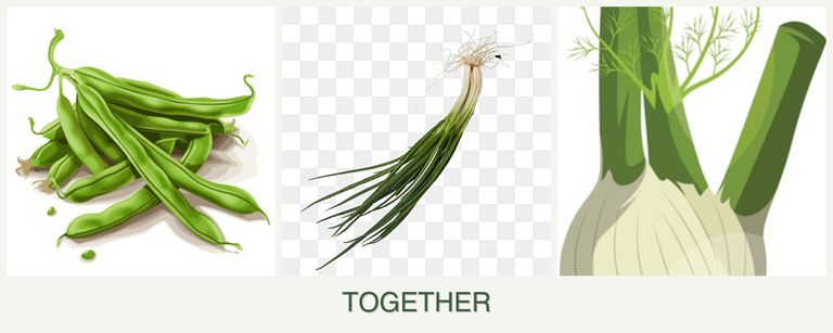 Can you plant beans, chives and fennel together?