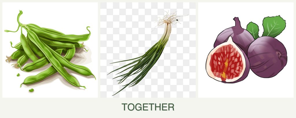 Can you plant beans, chives and figs together?