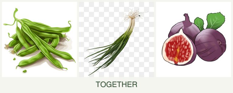 Can you plant beans, chives and figs together?