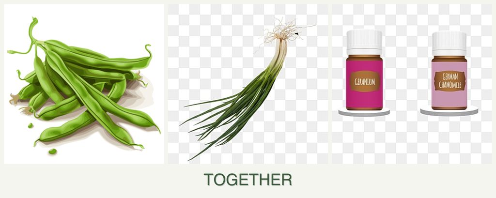 Can you plant beans, chives and geraniums together?