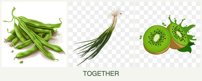 Can you plant beans, chives and kiwi together?