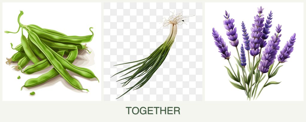 Can you plant beans, chives and lavender together?