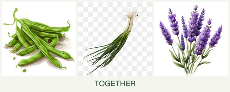 Can you plant beans, chives and lavender together?