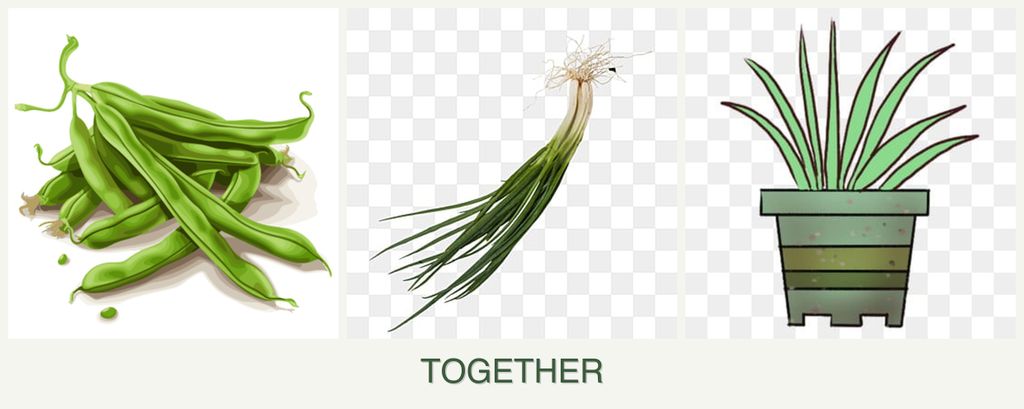 Can you plant beans, chives and lemongrass together?