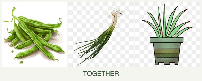 Can you plant beans, chives and lemongrass together?
