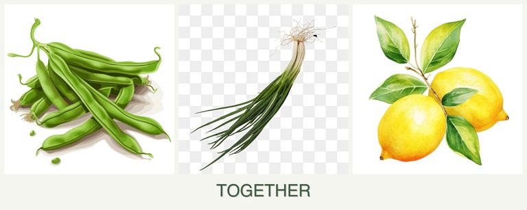 Can you plant beans, chives and lemons together?