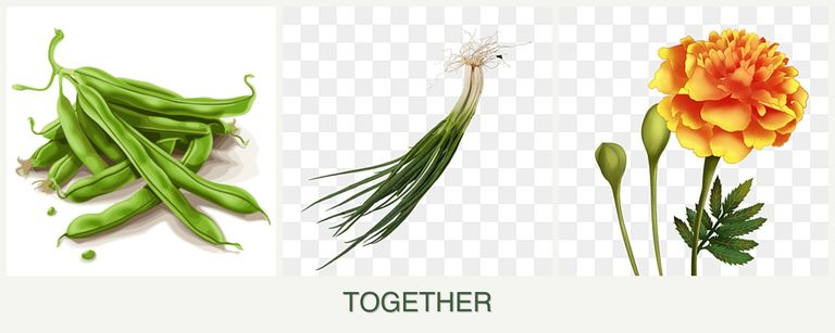 Can you plant beans, chives and marigolds together?
