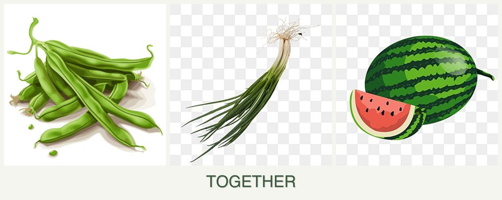Can you plant beans, chives and melons together?
