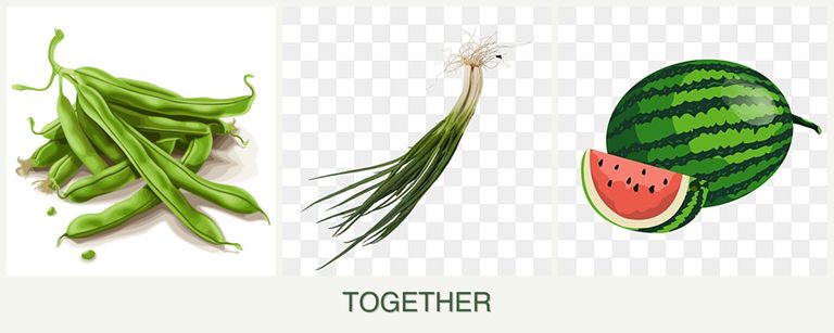 Can you plant beans, chives and melons together?