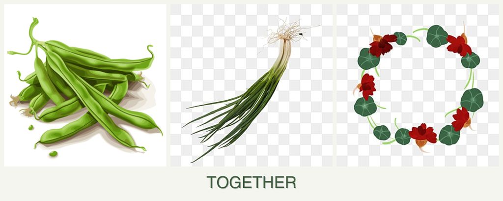 Can you plant beans, chives and nasturtiums together?