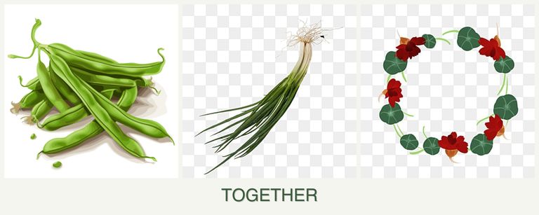 Can you plant beans, chives and nasturtiums together?