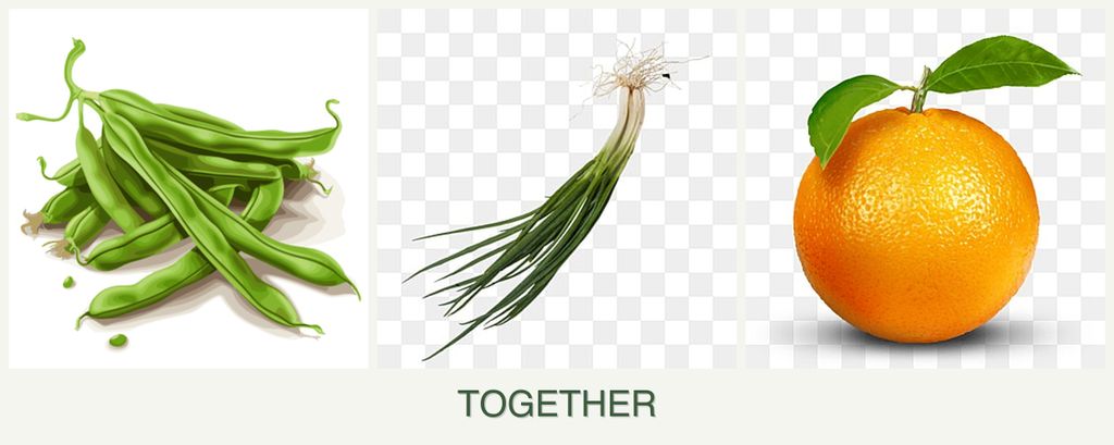 Can you plant beans, chives and oranges together?