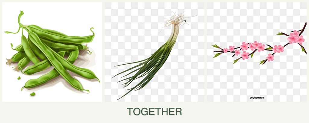 Can you plant beans, chives and peaches together?