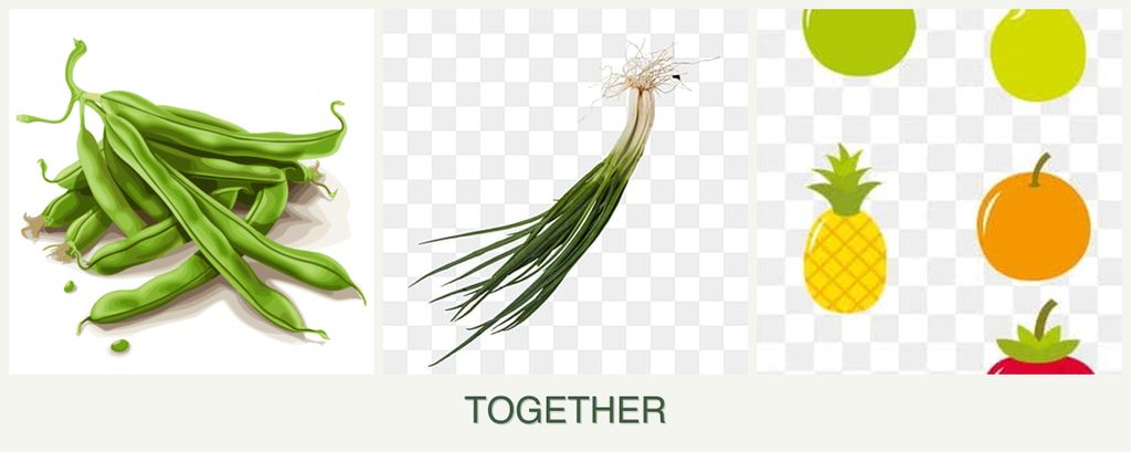 Can you plant beans, chives and pears together?