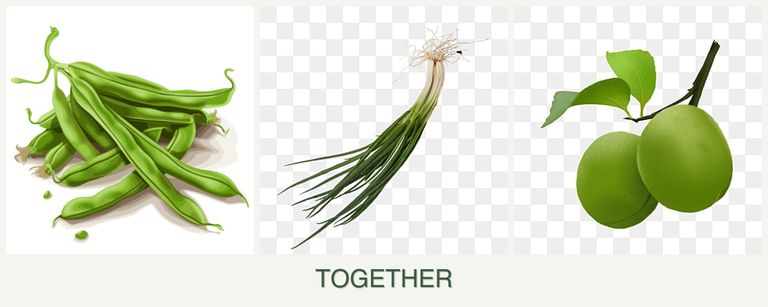 Can you plant beans, chives and plums together?
