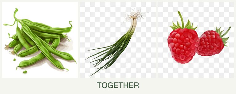 Can you plant beans, chives and raspberries together?